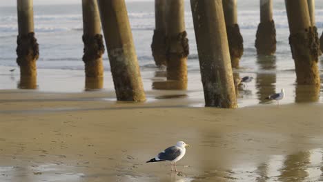 Gaviota-Junto-A-Un-Muelle-Con-Marea-Baja