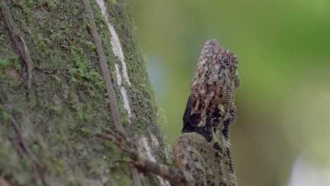 close up of the plica plica lizard