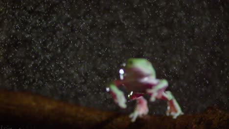 head on shot of frog jumping in the rain