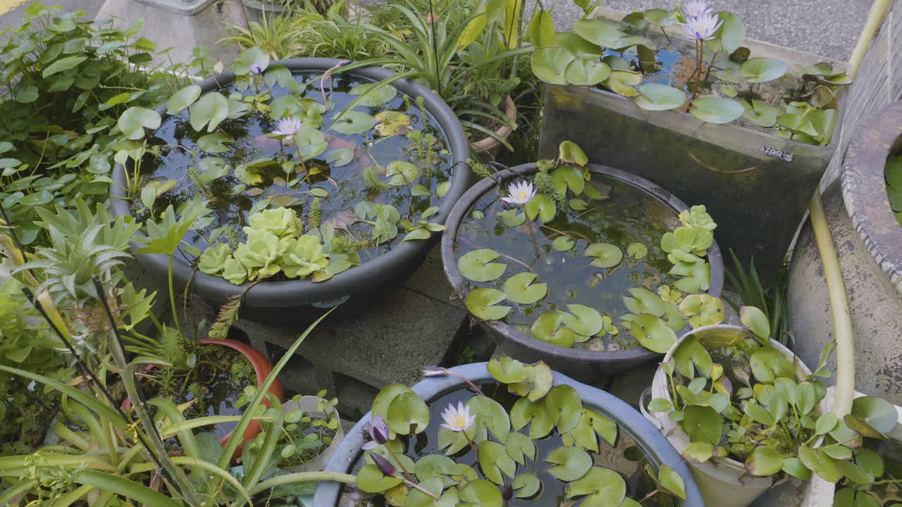 Potted Water Plants With Dwarf Waterlily In The Garden. High Angle Shot