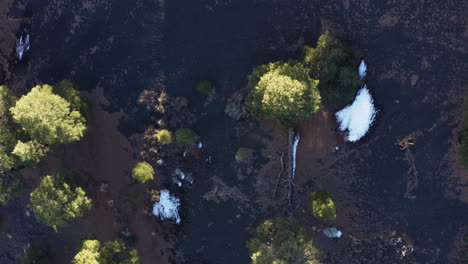 Aerial-view-of-forest-in-sunset