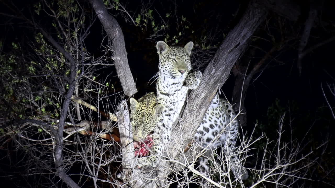 밤에 나무 위를 감시하는 어미 옆에서 먹이를 먹는 새끼 표범