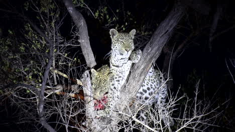 un cachorro de leopardo se alimenta de una matanza junto a su madre al acecho en un árbol por la noche