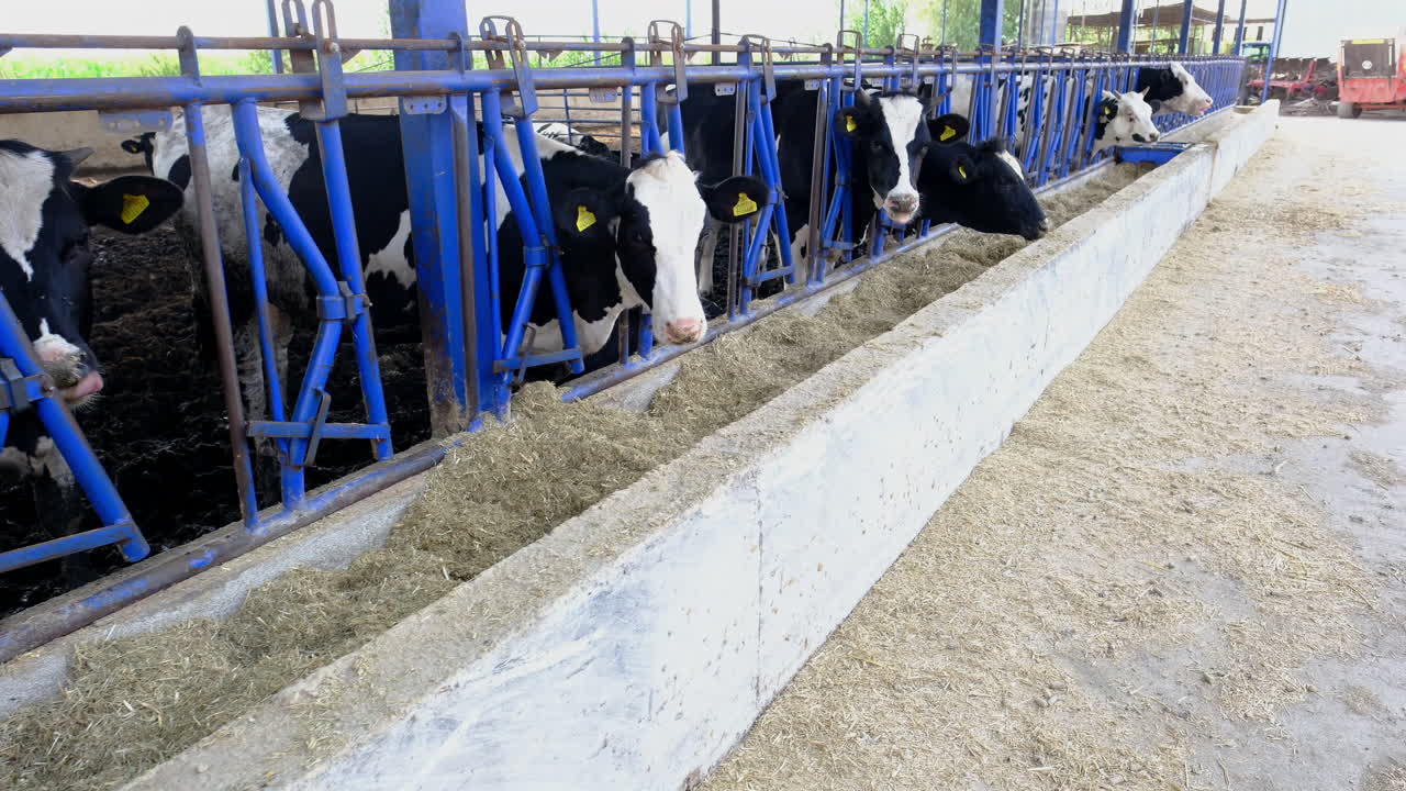 Dairy Cows in a Barn Feeding on Hay