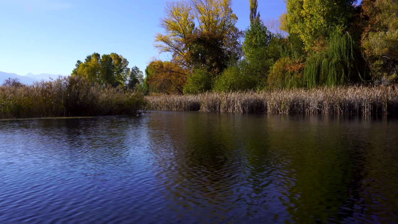 plantas pantanosas, juncos y árboles en la orilla de aguas tranquilas donde los pájaros construyen nidos
