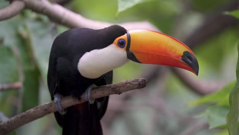 Tropical-wild-bird-with-colorful-bill,-toco-toucan,-ramphastos-toco-in-its-natural-setting-perched-on-a-tree-branch-and-wonder,-wildlife-close-up-shot