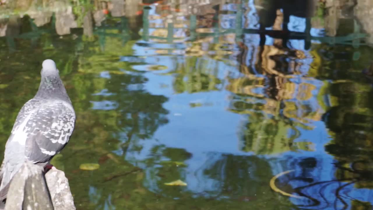 키피시아, 아테네, 그리스에 위치한 플라타노스 광장 공원의 영상