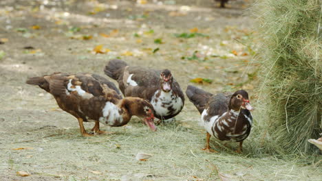 ducks in a grassy area