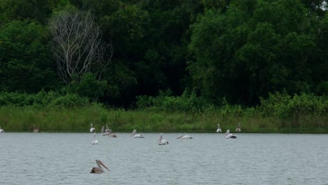 Wading-in-a-fishpond,-a-colony-of-Spot-billed-Pelicans-Pelecanus-philippensis-are-patiently-waiting-for-fish-to-eat-at-Nakhon-Nayok-province-in-Thailand