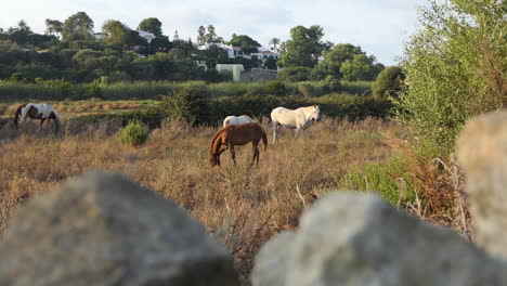 group of spanish breeds horses in pasture feeding at golden hour