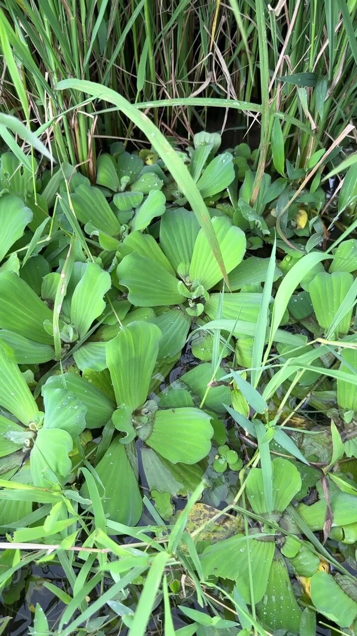 Vibrant Green Water Lettuce and Grass Floating on Pond Surface