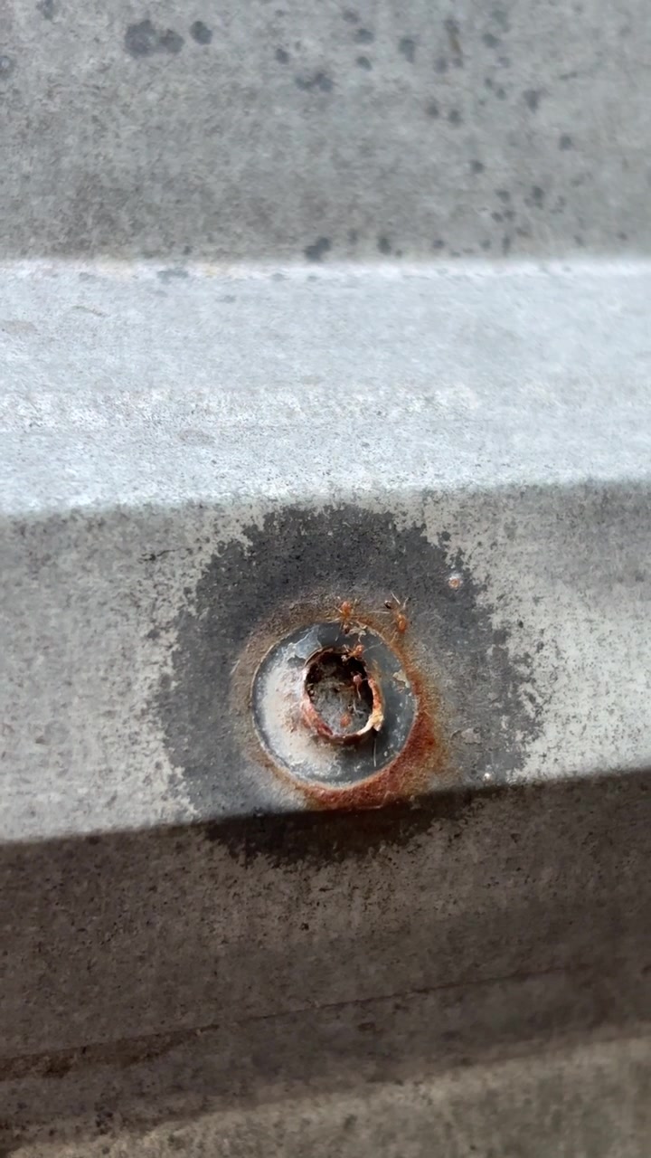 Small Ants Crawling Around a Rusty Screw on a Metal Surface