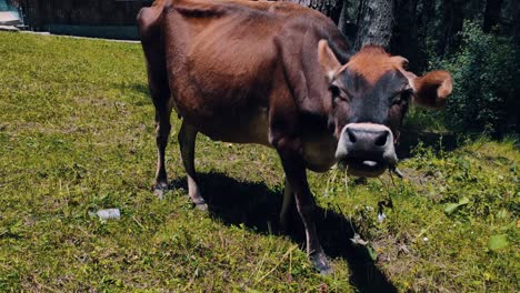 Ternero-De-Ganado-Jersey-Doméstico-Alimentándose-De-Pastos-En-Un-Día-Soleado-De-Verano