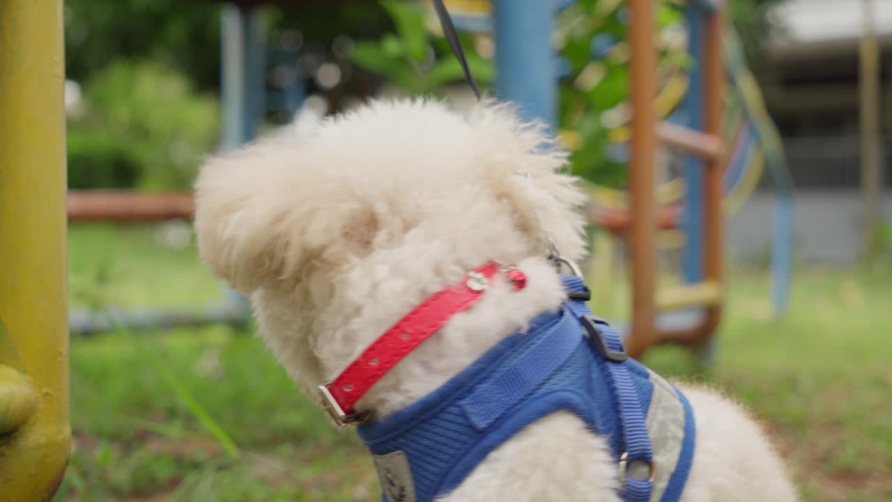 Smiling and cute poodle puppy, little bit agitated after walk in park