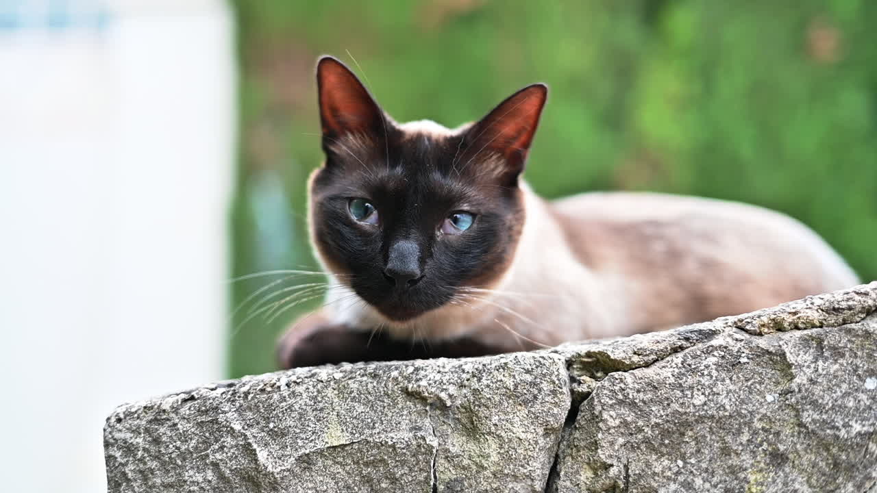 Gatto siamese assonnato che gioca all'aperto in Spagna, slow motion