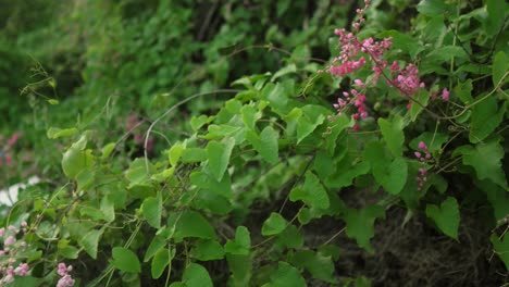 close-up of pink flowers blooming on a lush green vine covering a hillside, showcasing natural growth