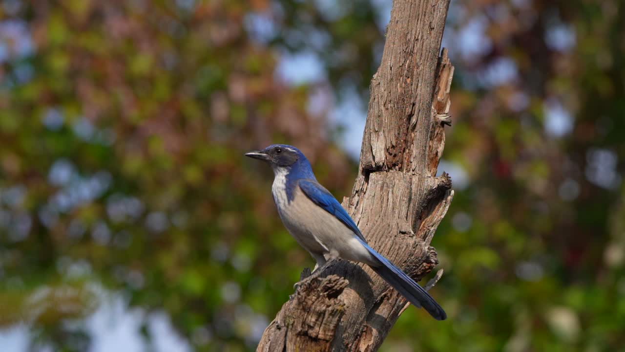 Western Scrub Jay Perched on a Tree Branch
