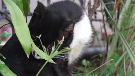 close-up-black-and-white-cat-licking-its-body