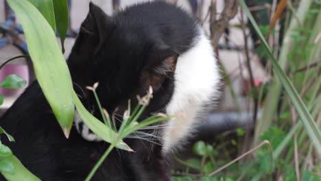 cerrar gato blanco y negro lamiendo su cuerpo