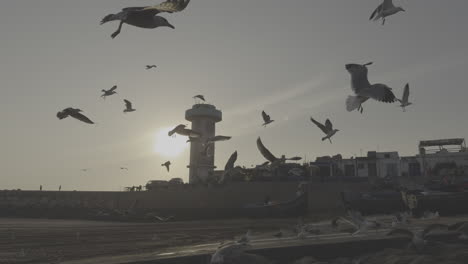 sunset seagulls over a coastal town