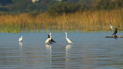 Una-Hermosa-Vista-De-Los-Patos,-En-Un-Maravilloso-Lago