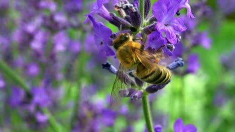 wild bee pollinating flowers on a bright beautiful day - macro shot