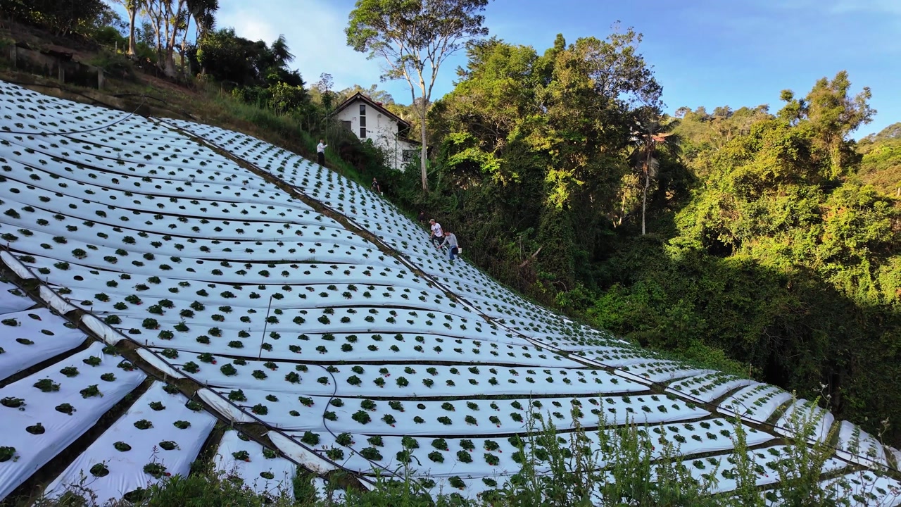 Landscape of farmers harvesting strawberries in a planted field amid tropical mountains, rural farm work, sunny outdoor agricultural scene, Venezuela