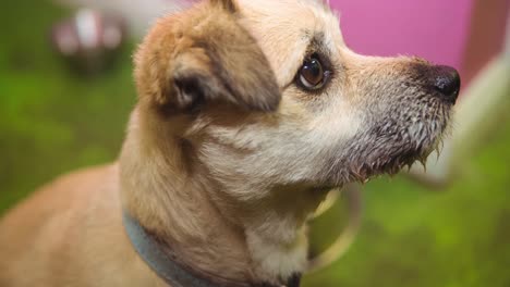 Close-up-of-small-pale-brown-pet-dog-looking-up-on-with-brown-eyes