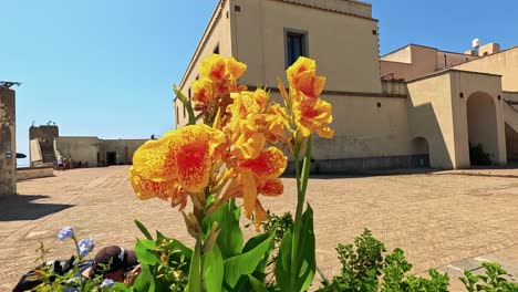 vibrant flowers bloom in a historic courtyard