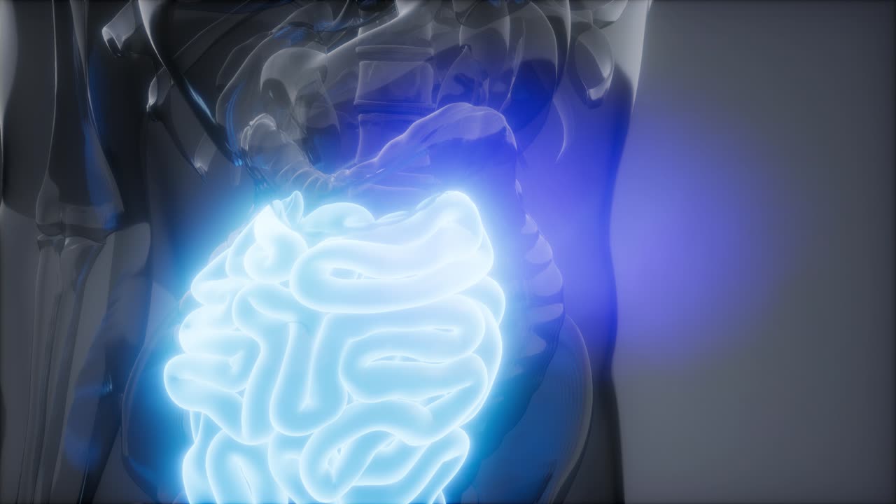 examen de radiología del intestino delgado humano