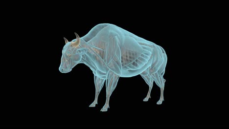 esqueleto de bisonte y sistema muscular en rayos x, plato giratorio holográfico 4k