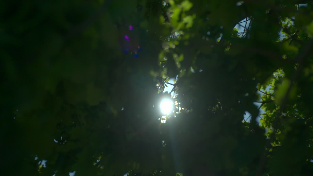 sol a través de árboles verdes del bosque