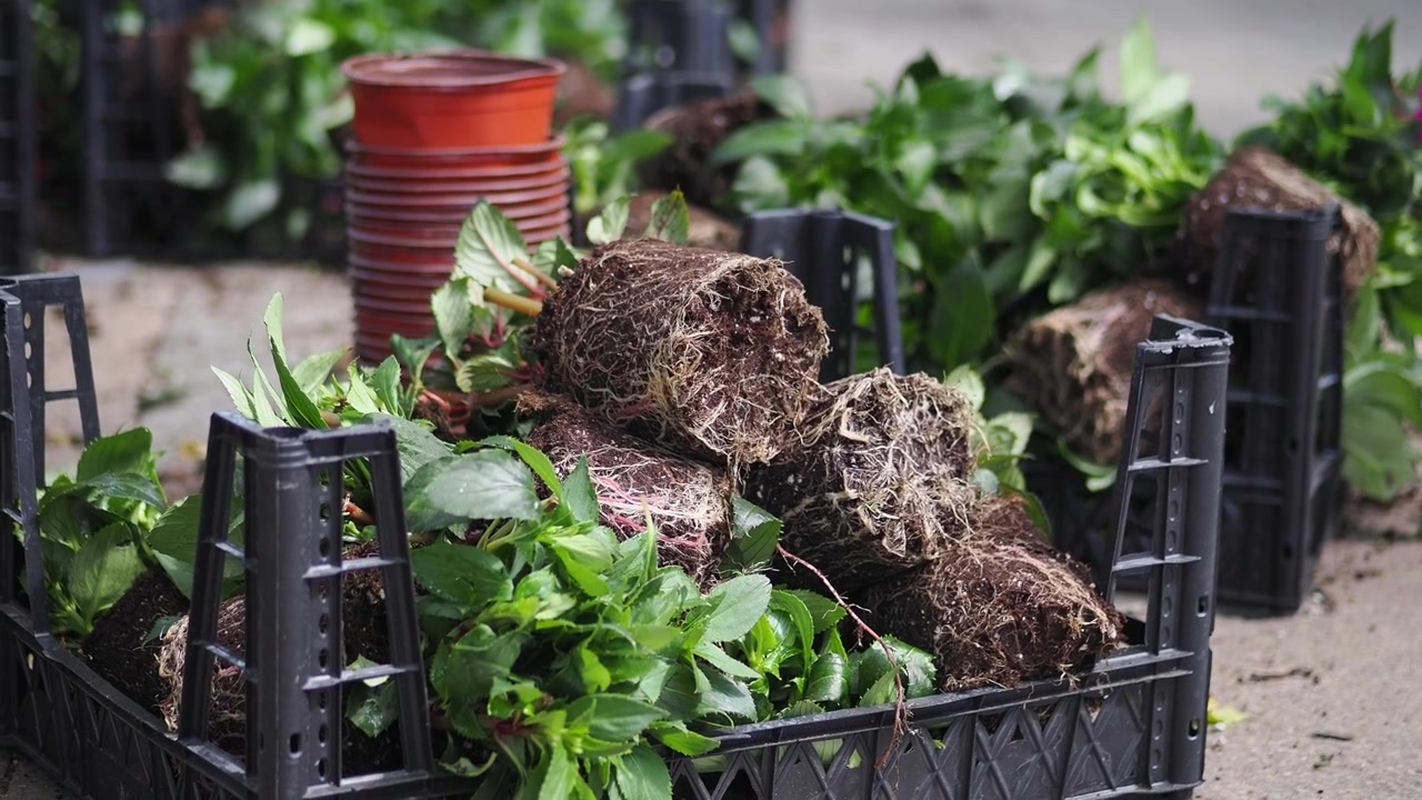 Potted Plants and Seedlings in Plastic Crates for Gardening