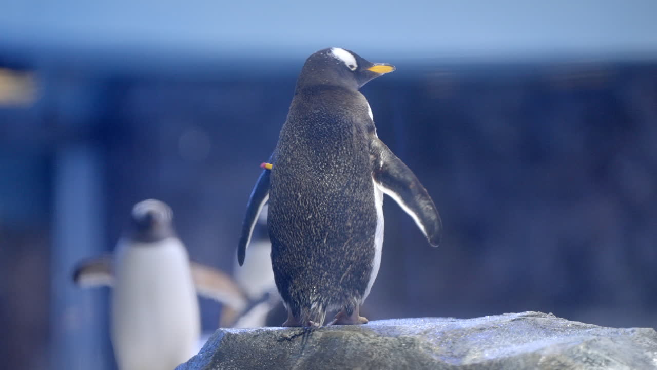 el pingüino gentoo en el paraíso de los pájaros en mandai, singapur