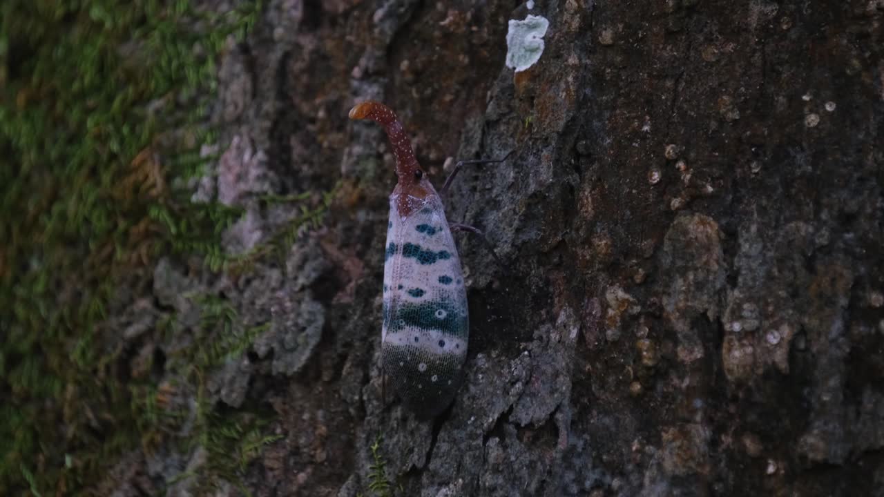 visto en una corteza cubierta de musgo a medida que sube, insecto linterna pirops ducalis, parque nacional khao yai, tailandia