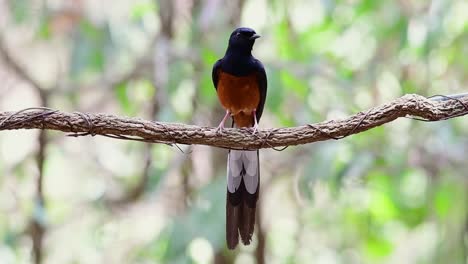 White-rumped-Shama-Perched-on-a-Vine-with-Forest-Bokeh-Background,-Copsychus-malabaricus,-original-speed