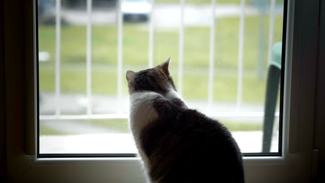 고양이가 4k에서 느린 동작으로 창문을 통해보고 있습니다.