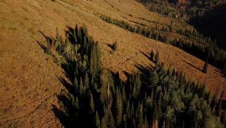 Pulling-out-aerial-shot-of-cattle-roaming-along-mountain-side-in-the-Uinta-Forest-in-Utah