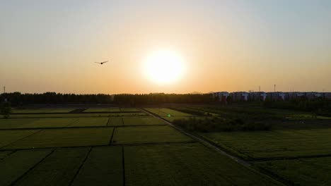 Aerial-shot-of-a-Chinese-drone-dragon-kite-flying-at-sunset-in-the-countryside,-China