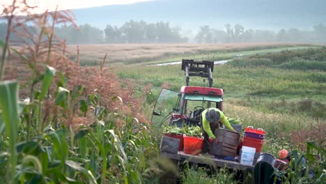 dolly reveal shot moving to the right of a tractor with flatbed and farmer arranging corn on it