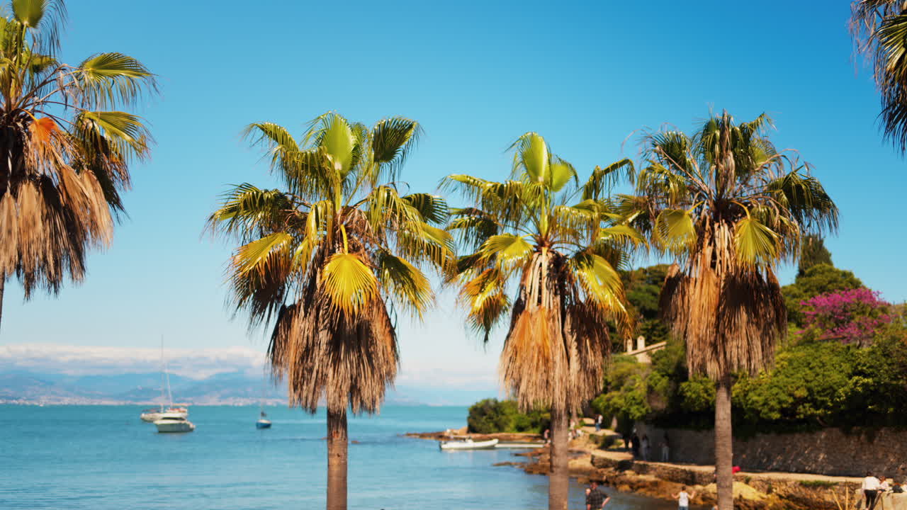 Primo piano di un albero con il mare e le palme sullo sfondo