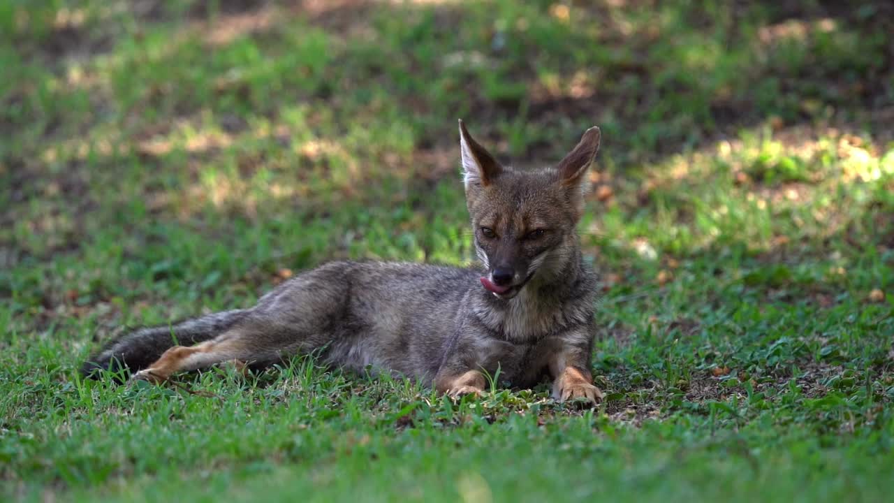 Captivating slow motion footage of an adorable fox basking in the sun, showcasing nature's beauty