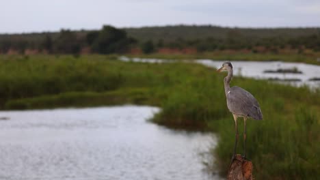 Plano-General-De-Una-Garza-Gris-Posada-En-Una-Rama-Sobre-Un-Pozo-De-Agua,-Parque-Nacional-Kruger