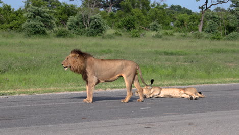 two african lions standing and lying on the asphalt road in sabi sands private game reserve, south africa