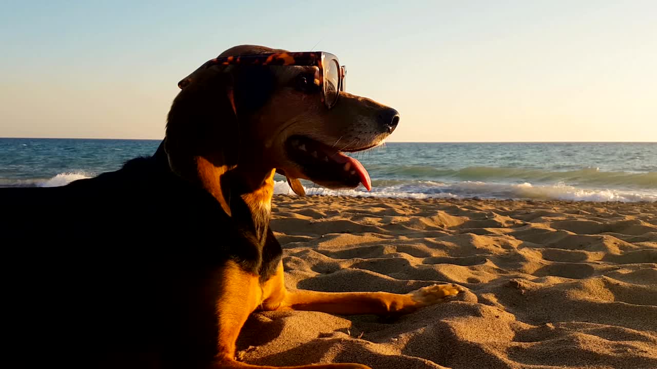 해변에서 선글라스를 입은 사냥개의 재미있는 초상화입니다.
