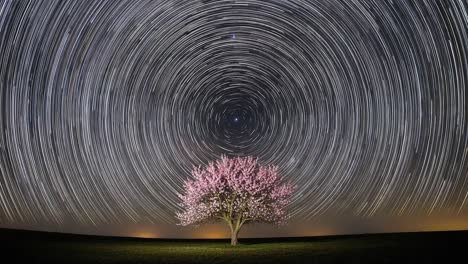 a mesmerizing star trail captured around a radiant pink cherry blossom tree, showcasing the beauty of the night sky in a stunning long exposure photograph