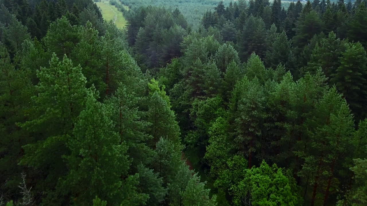 Vista aerea di una fitta foresta