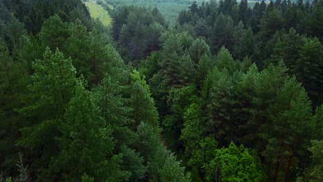 dense forest aerial view