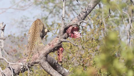 African Leopard sitting in tree near Hartebeest carcass looks to camera