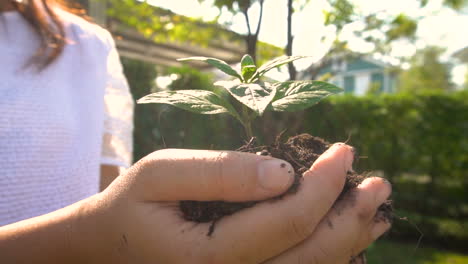 mujer sosteniendo brote de árbol de planta en cámara lenta.